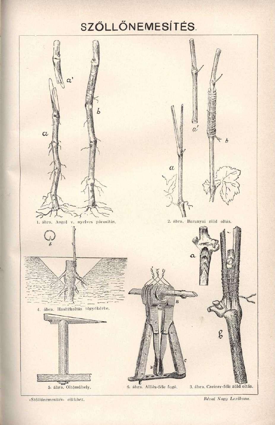 SZŐLLÓNEMESÍTÉS 1. ábra. Angol v. nyelves párosítás. 2. ábra. Baranyai zöld ollás. 4. ábra. Hasitékoltás töpyékérbe.