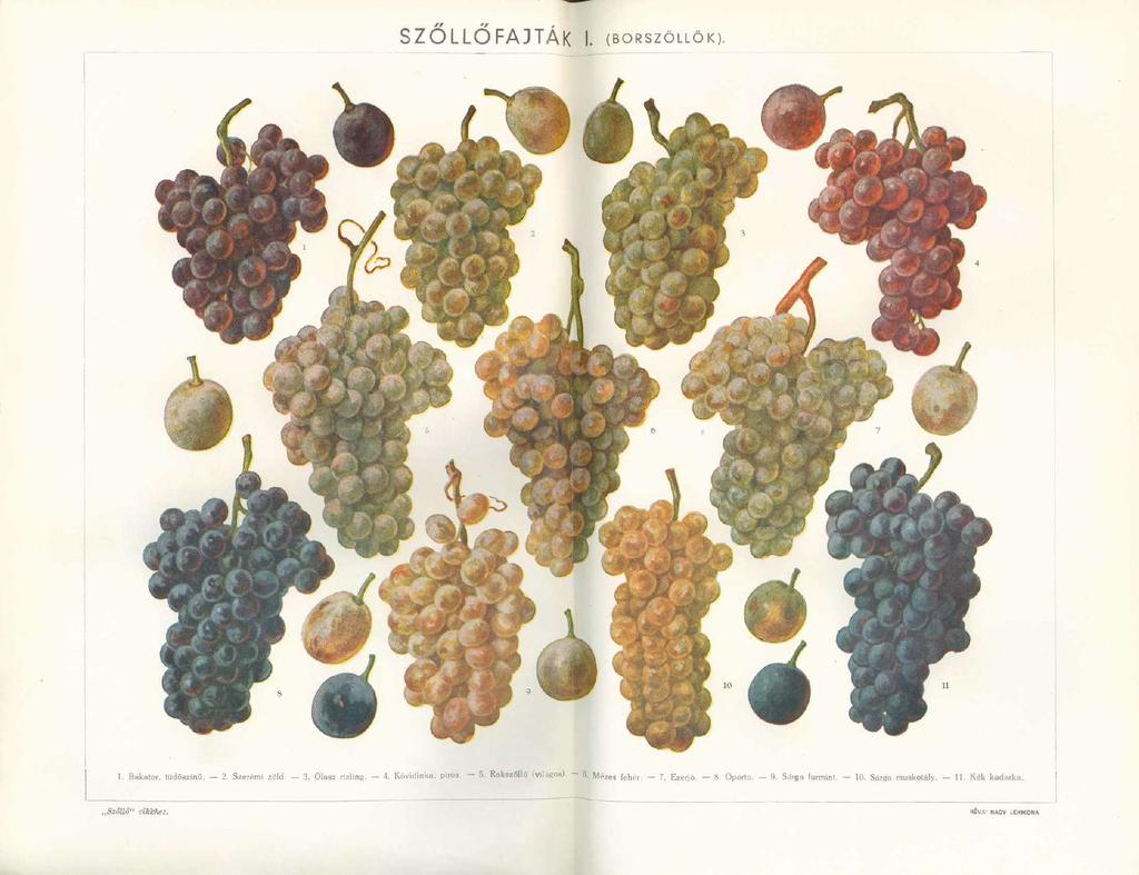 SZŐLLŐFAJTÁK I. (BORSZŐLLŐK). 1. Bakalor, lüdőszínű, - 2. Szerémi zöld - 3. Olasz rizling. - 4. Kövidinka, piros. - 5. Rakszöllő (vi!:igos).