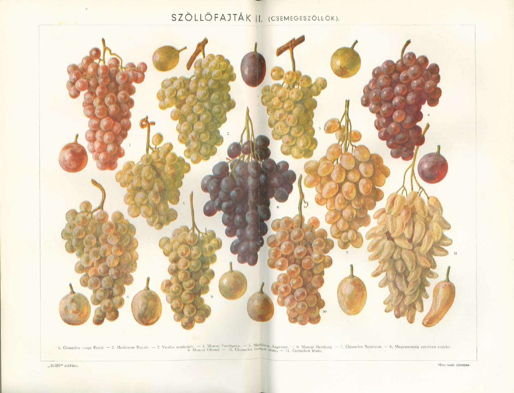 SZŐLLŐFA3TÁK. (CSEMEGESZŐLLŐK). 1. Chasselas,ou B e Royal. - 2. Madeleine Rovale. - 3 Vanília muskotály. - 4- Musca' Frontignan. 5. Mailemé Angevine.