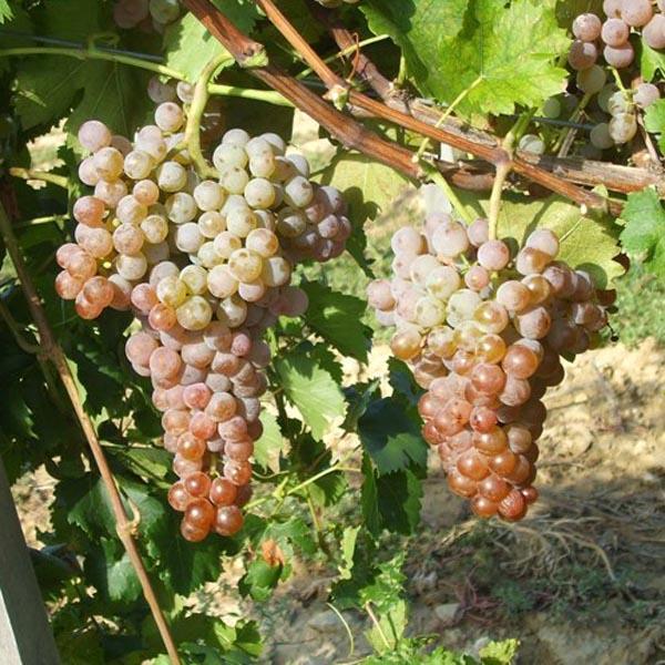 Fajtaspecifikus borászati technológia alkalmazása a cserszegi fűszeres szőlőfajtán 3. Anyag és Módszer A Cserszegi fűszeres ültetvény 2008-ban létesült Soltszentimrén, a Kunsági Borvidéken.