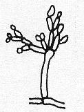 Cladosporium genus