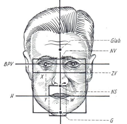 Az arc szélessége a két zygion közötti távolság. A zygion (Z) a járomnyúlvány legkiemelkedőbb pontja.