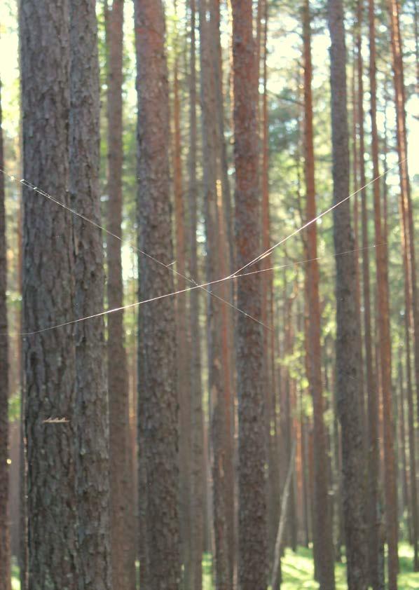 Megfelelő vizsgálat NATURA 2000 területeken