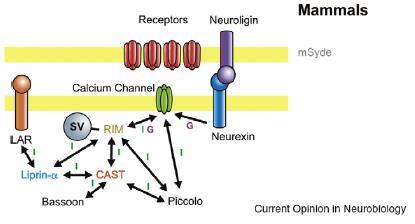 Az aktív zóna citoplazmás mátrix (CAZ) multidomén fehérjék (liprin, Bassoon,