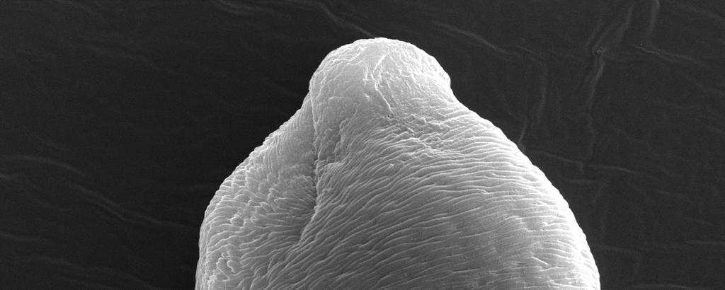 A mikrospórák a kallóz falon belül maradnak egészen a késői tetrád állapotig. Ezt követően a kallóz sejtfal felszívódása után a mikrospórák szétválnak, megindul a pollenszemek fejlődése.