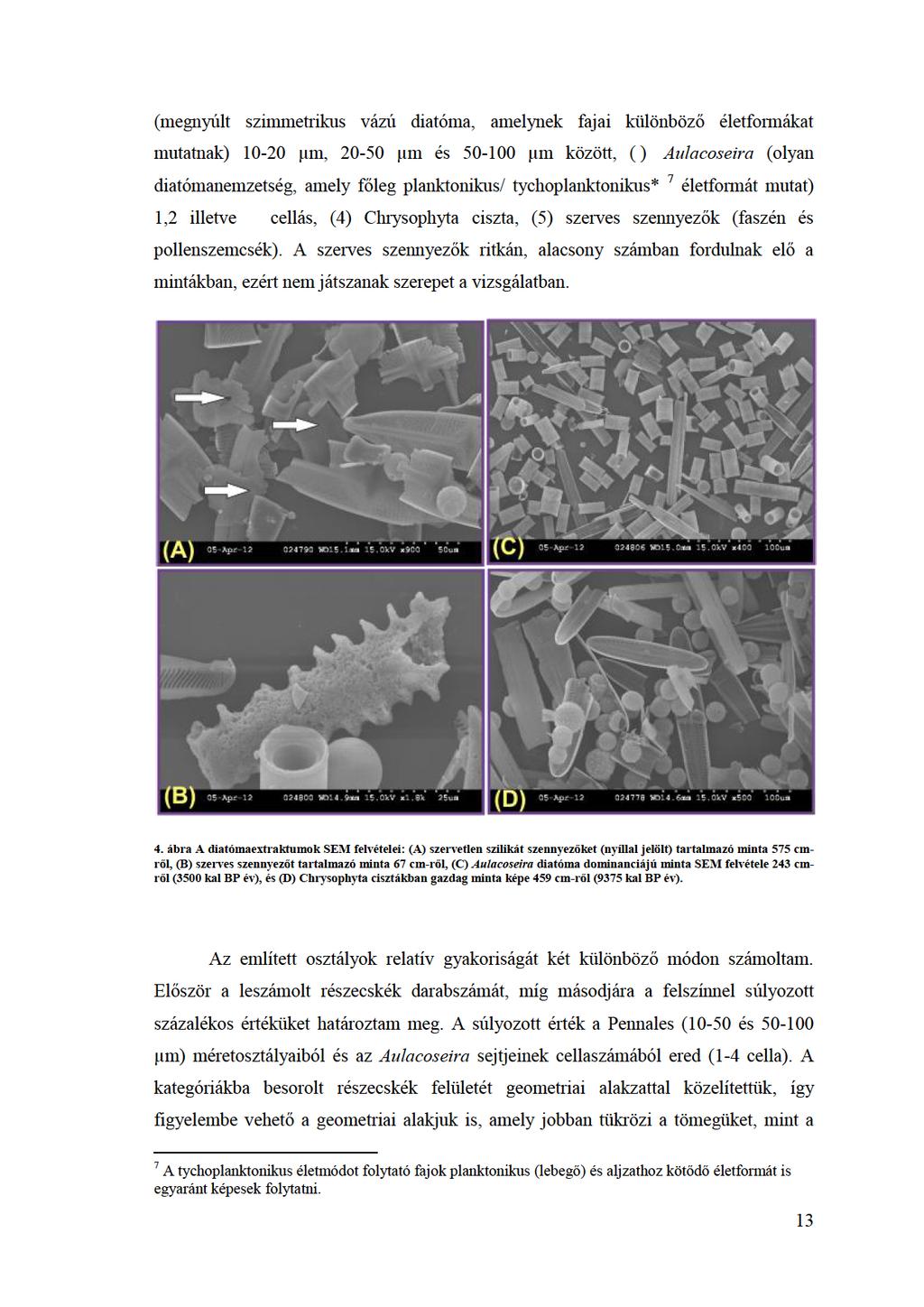 (megnyúlt szimmetrikus vázú diatóma, amelynek fajai különböző életformákat mutatnak) 10-20 µm, 20-50 µm és 50-100 µm közöt,() Aulacoseira (olyan