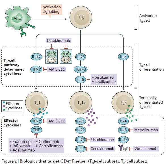 A Th-sejt differentáció