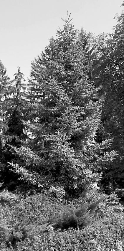 Tobozai 10-15 cm hosszúságúak, 4-5 cm szélesek, hengeres alakúak. A szárazságot jól tűri, de ilyen viszonyok közepette fejlődése lassú.