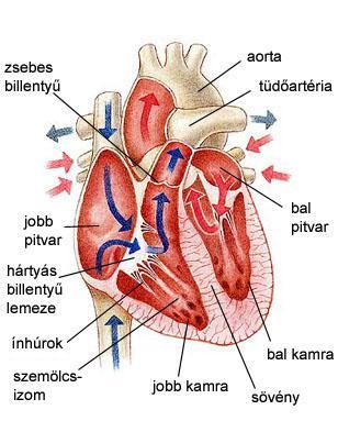 A szív és keringési szervrendszer - PDF Free Download