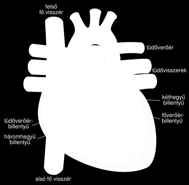 A pitvarkba trkllanak a vénák, a kamrákból indulnak ki az artériák. A jbb kamrából a tüdőartéria a kis vérkör felé, a bal kamrából a főverőér, az arta a nagy vérkör felé pumpálja a vért.