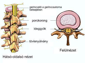 A gerincvelő felépítése