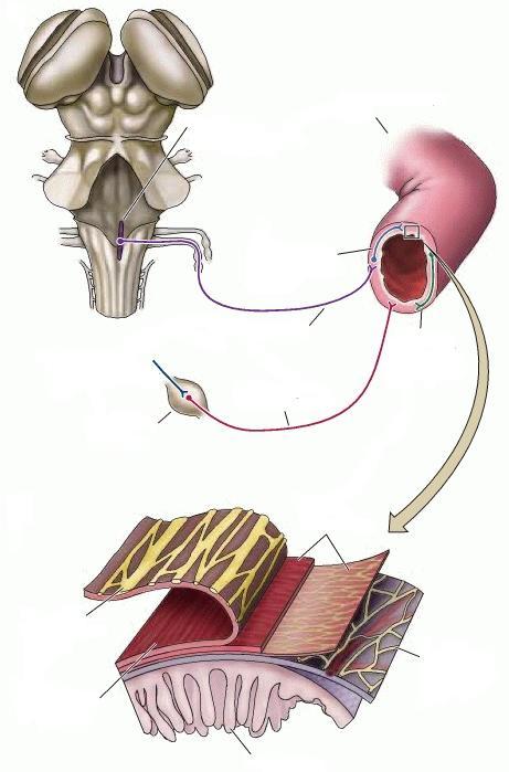 A bélműködés szabályozása dorzális vágusz mag posztganglionális paraszimpatikus neuron preganglionális szimpatikus axon pregvertebráliss ganglion X.