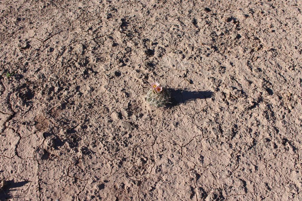 VARGA Zoltán: Ancistrocactus pinkavanus GARCÍA-MOR., GONZÁLEZ-BOTELLO & GONZÁLEZ G., 2014 Az új kaktuszfajok sorozat folytatódik az Ancistrocactus nemzetség legújabb tagjával.
