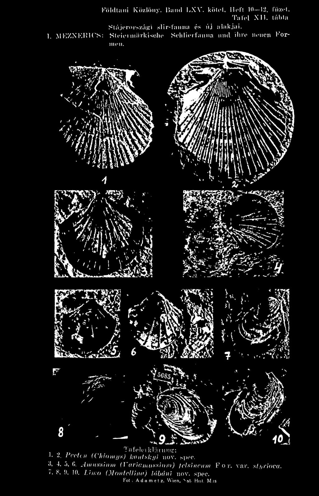 3, 4,5,6. Amussium (Variamussimn) felsineum Fór. var. styriaca.