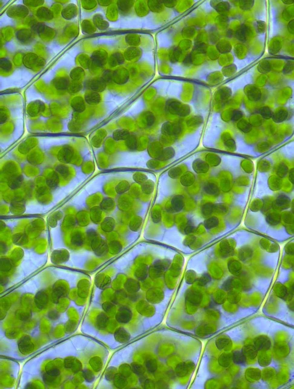 A növényi sejtek az állati sejtektől eltérő legfontosabb jellemzői: a sejtet kívülről cellulóz sejtfal határolja, ezért a sejtek alakja hatszöges és