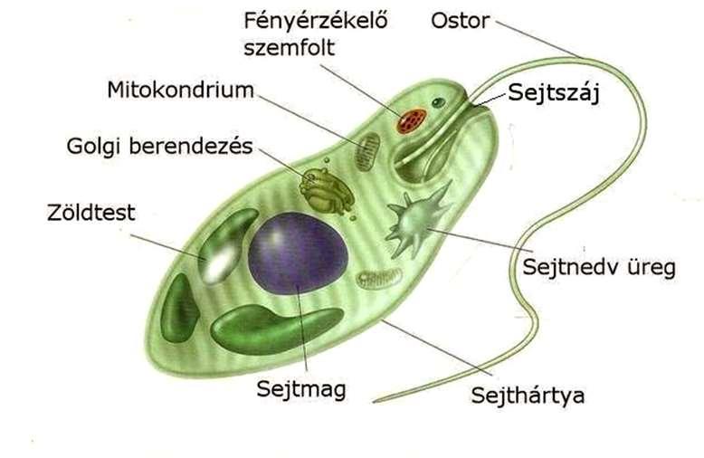 barlangokban stb. Sejtfelépítésük, színanyagaik, szaporodásmódjuk alapján 7 törzsbe sorolhatók. 1. Kékmoszatok (prokarióták) 2. Ostoros moszatok 3. Sárgásmoszatok 4. Barázdásmoszatok 5.