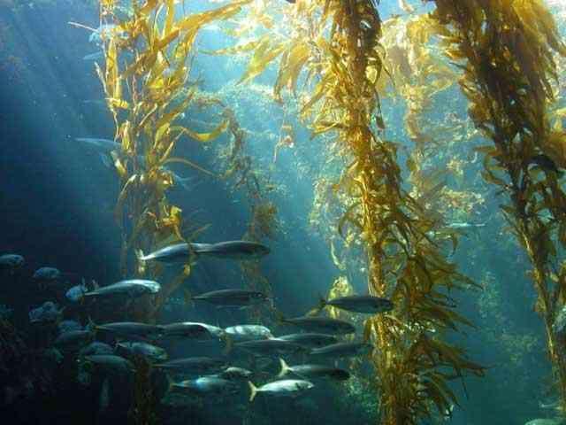 30 méteres vízmélységig találhatók meg, tengerekben a fajok csak kb.