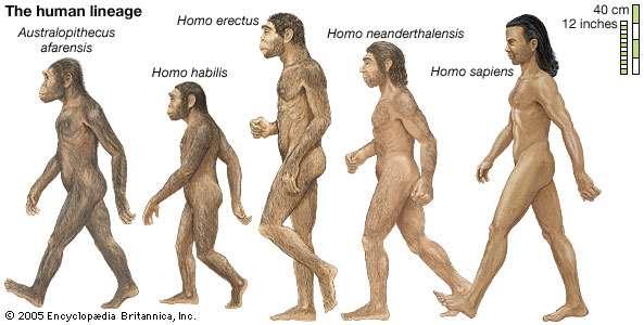 Emberfélék (Hominidae) családja, Főemlősök (Primates) rendje, Emlősök (Mammalia) osztálya Australopithecus (5,3-1,6 millió év, pliocén) Homo erectus és Homo habilis (1,6 millió - 10 ezer év,