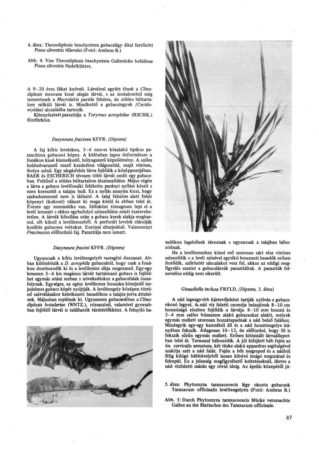 4. ábra: Thecodiplosis brachyntera gubacslégy által fertőzött Pinus silvestris tűlevelei (Fotó: Ambrus B.) Abb. 4. Von Thecodiplosis brachyntera Gallmücke befallene Pinus silvestris Nadelblätter.