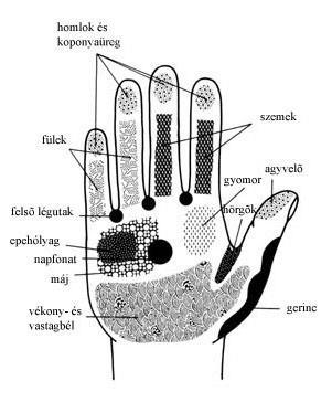 Jobb tenyér reflexzónái KAPCSOLAT A BELSŐ SZERVEKKEL A tenyér reflexzónáinak gyógyító kövekkel való masszírozása különösen jól alkalmazható fájdalomcsillapításra, érzéstelenítésre.