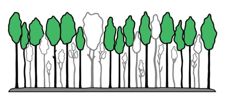 a famatuzsálemek, biotópfák minden esetben visszahagyandók (a koronájukba belenövő fiatal fákat az idős fák életkorának növelése érdekében érdemes kivágni); a homogén állományszerkezet kialakulását a