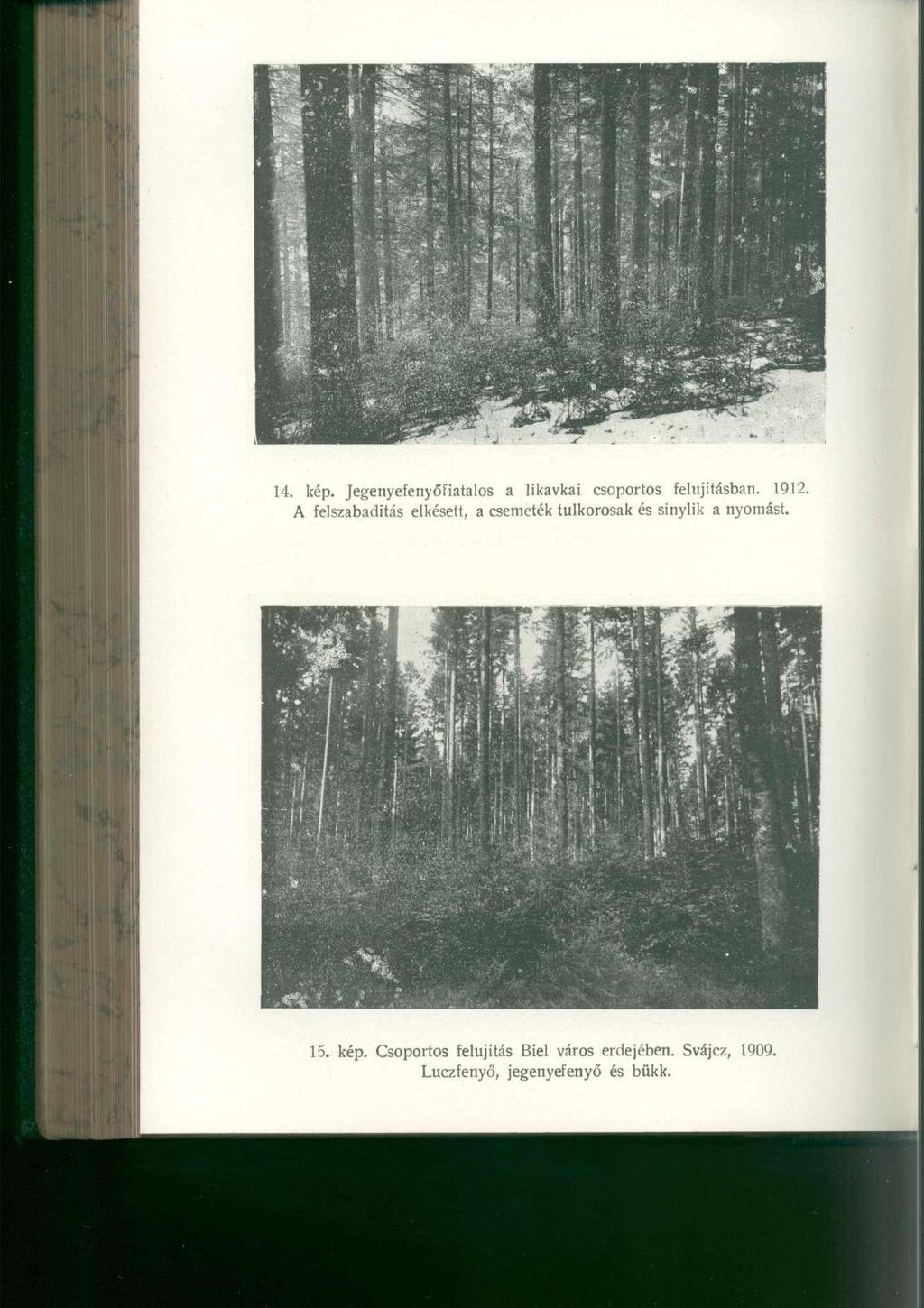14. kép. JegenyefenyőFiatalo s a likavka i csoporto s felújításban. 1912.