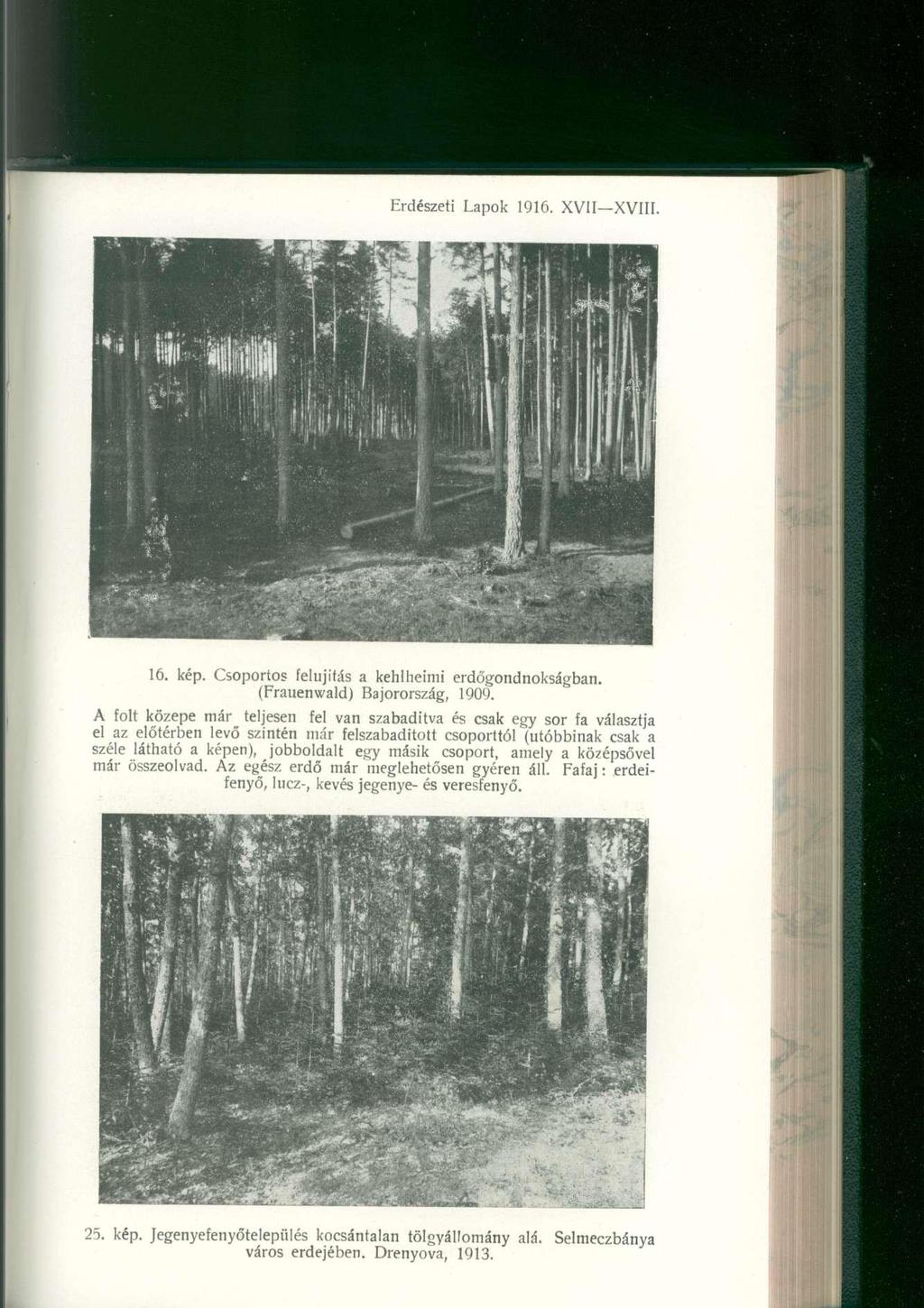 Erdészeti Lapo k 1916. XVII XVIII. :»* 4ii ' ' " Hl j 'V'vY,,..M 1 í'. sí' 1 ft L :<,,< r*st íj 16. kép. Csoporto s felújítá s a kehlheim i erdőgondnokságban. (Frauenwald) Bajorország, 1909.
