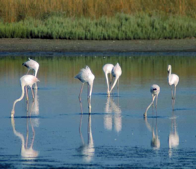 Po Delta Park Riviera Nos amis les oiseaux l aube, ils s occupent de leurs petits, puis s en vont à la recherche de nourriture, ils barbotent ensuite dans l eau pour finalement se laisser bercer par