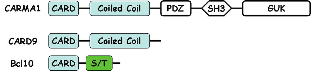 5. ábra: A CARMA1, a CARD9 és a Bcl10 szerkezete A CARD9 N-terminális végén található CARD domén homofil fehérje-fehérje interakciókat tesz lehet vé (pl. ezáltal kapcsolódik a CARD9 a Bcl10-hez).