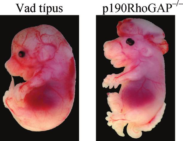 rendellenesség p190rhogap-hiányos magzatban (Publikálva: [II]) Röviden összefoglalva a null mutáns magzatok a hipomorf mutáns egyedekhez hasonlóan perinatális letalitást mutattak (valamint egyes