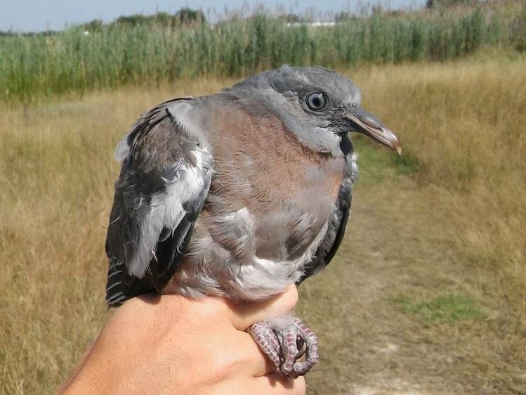 (Gyűrűz : Lovászi Péter) On 8 October, a Spotted Redshank (Tringa erythropus) was captured.