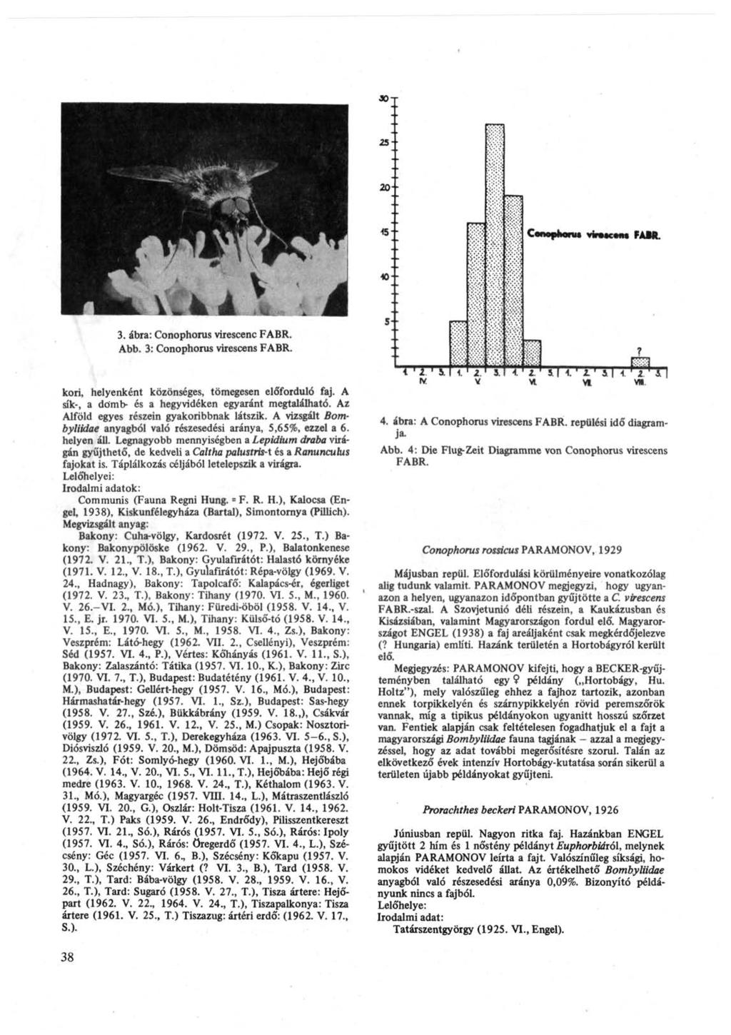 3. ábra: Conophorus virescenc FABR. Abb. 3: Conophorus virescens FABR. kori, helyenként közönséges, tömegesen előforduló faj. A sík-, a domb- és a hegyvidéken egyaránt megtalálható.