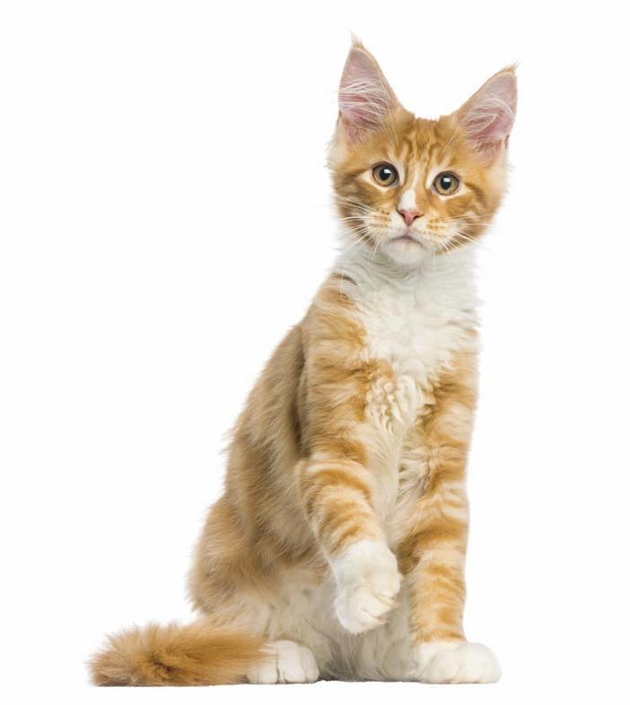 a majszolás élvezete macskáknak, akik szeretik a snacket macskáknak csirkeszendvics hallal Cikkszám: 7-6786121 Összetétel: csirkehús 57,7, hal (tőkehal) 34%, Analitikai adatok: nyersfehérje: 28,1%,