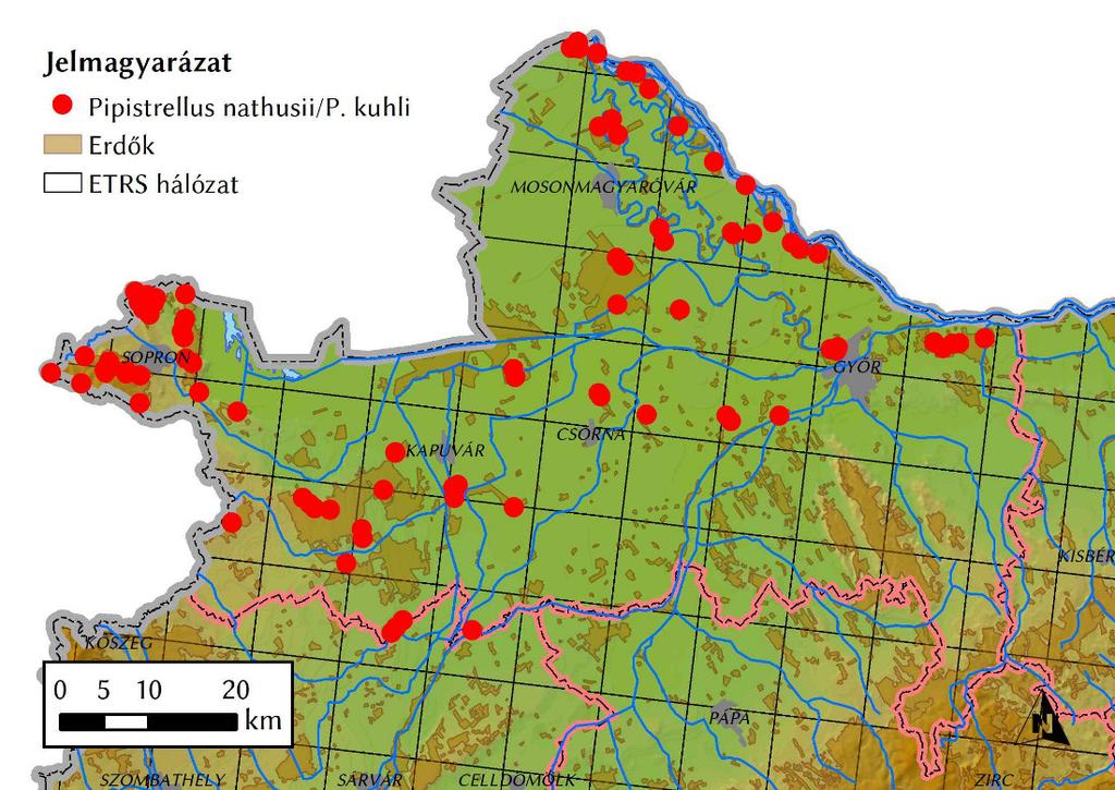 Erdei denevérközösségek kutatásának eredményei a Fertő Hanság Nemzeti Park Igazgatóság területén 67 Durvavitorlájú törpedenevér/fehérszélű törpedenevér Pipistrellus nathusii/pipistrellus kuhlii A