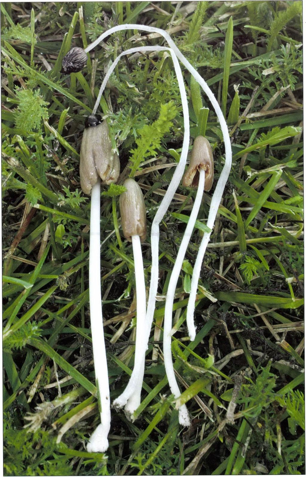 Conocybe deliquescens Hauskn.