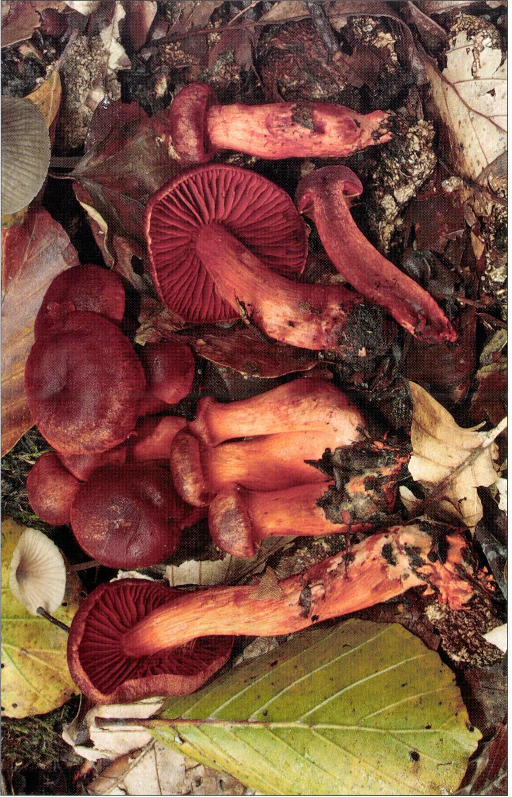 Cortinarius cinnabarínus Fr.