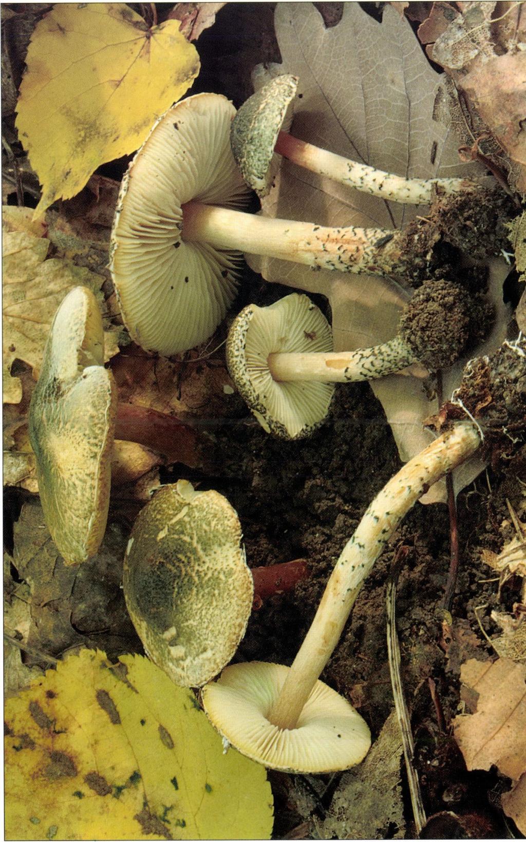 Lepiota grangei (Eyre)