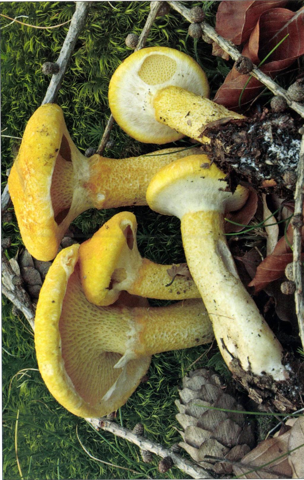 Suillus cavipes f.