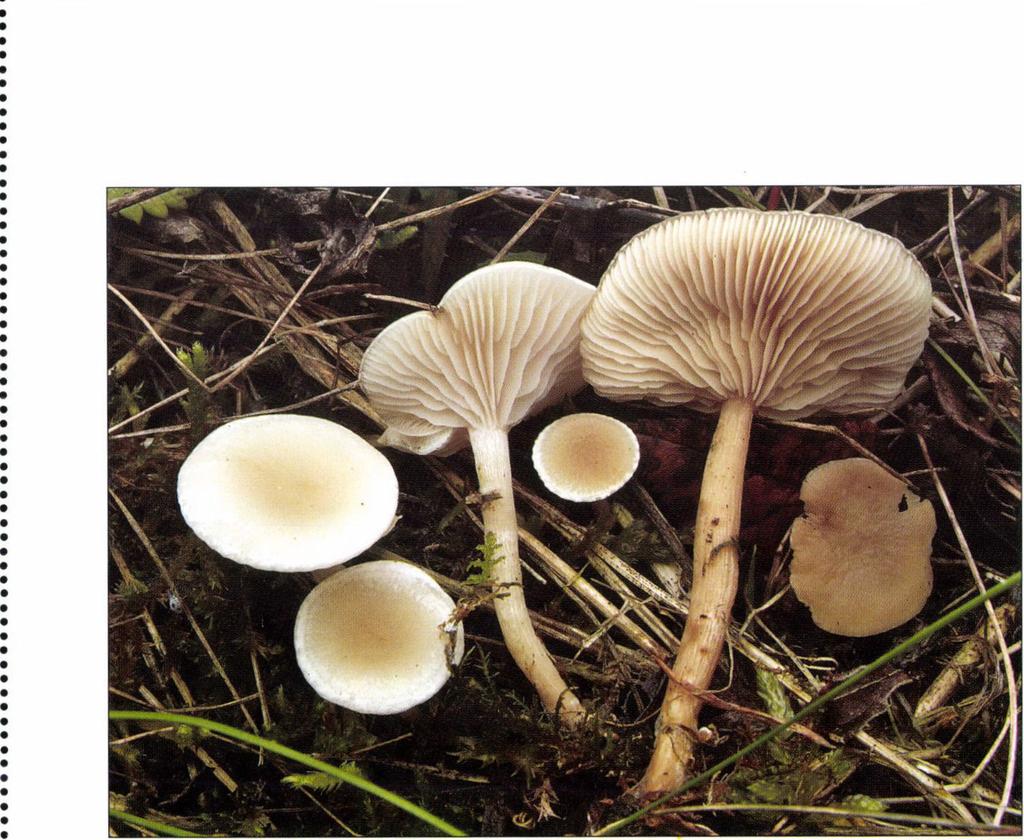 1. ábra I Fig. 1. Clitocybe anisata Velen. - Bátorliget (Fényi-erdő), (DB 3780).