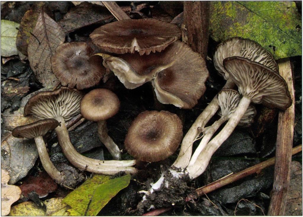 ábra I Fig. 2. Entoloma bisporigerum (P. D. Orton) Noordel.