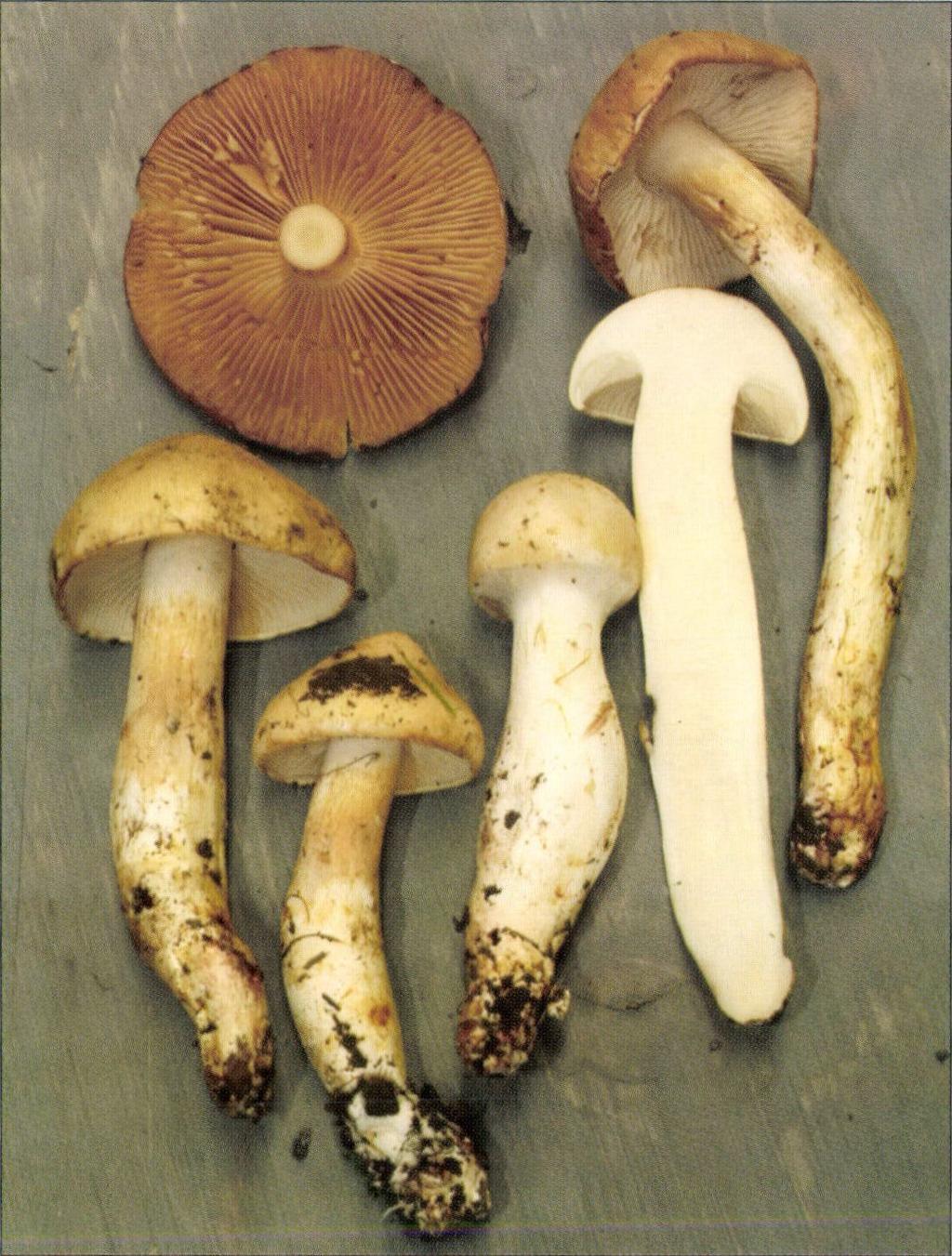 3. ábra / Fig. 3. Cortinarius argutus Fr. - Vámosatya (Bockerek-erdő) (BP 101777).