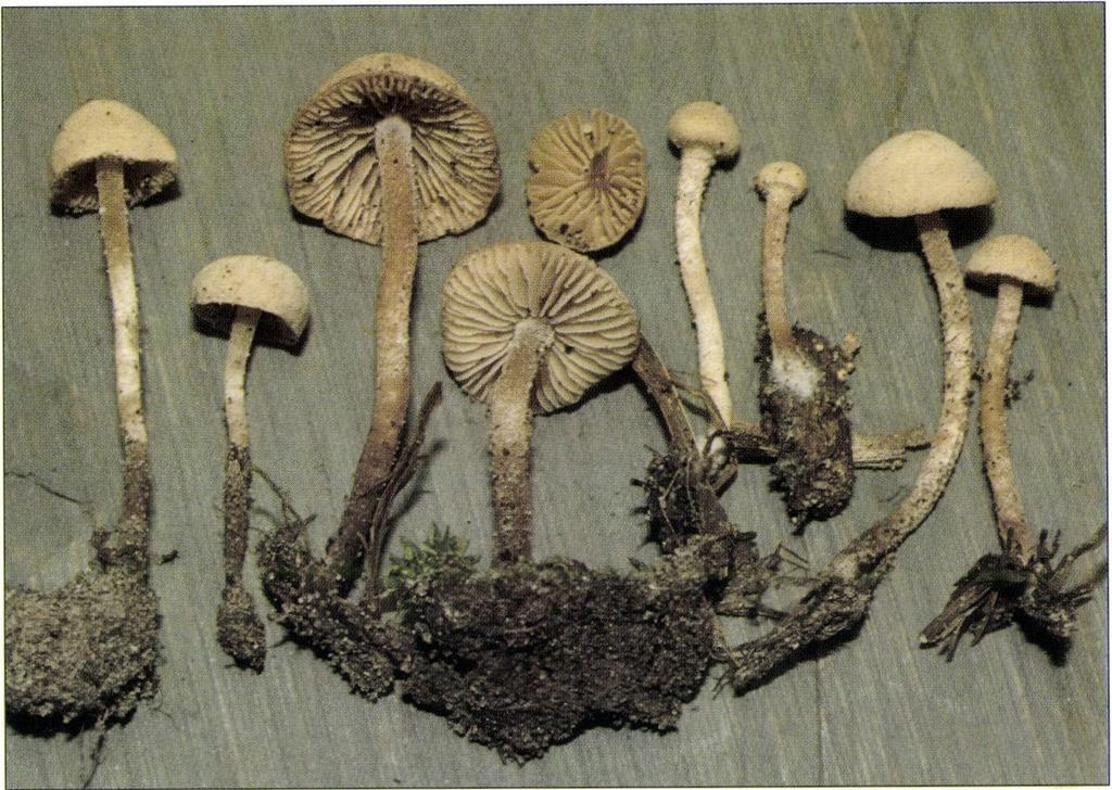 ábra / Fig. 6. Flammulastergranulosus (J. E.