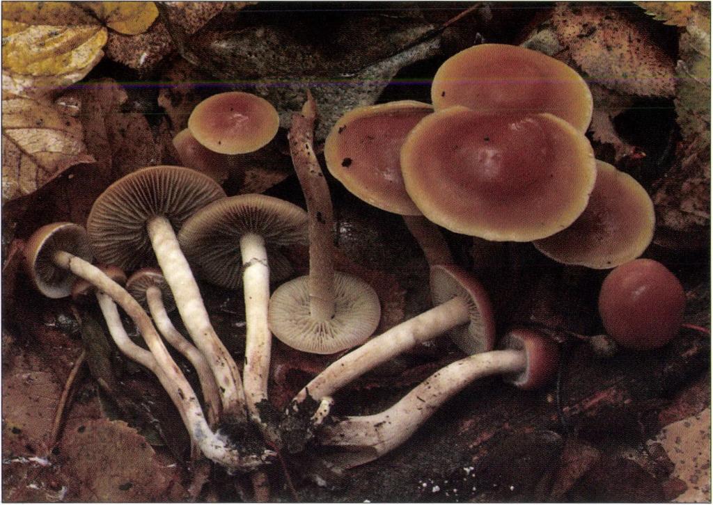 ábra / Fig. 8. Hypholoma subericaeum (Fr.