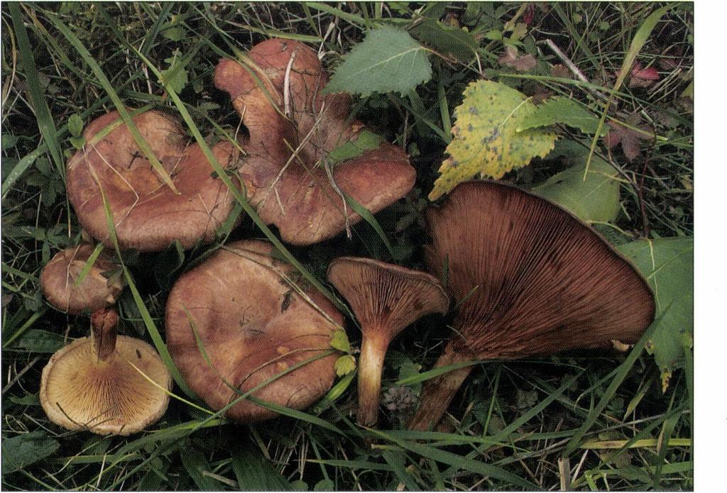 11. ábra I Fig. 11. Paxillus obscurisporus C. Hahn - Vámosatya (BP 101802).