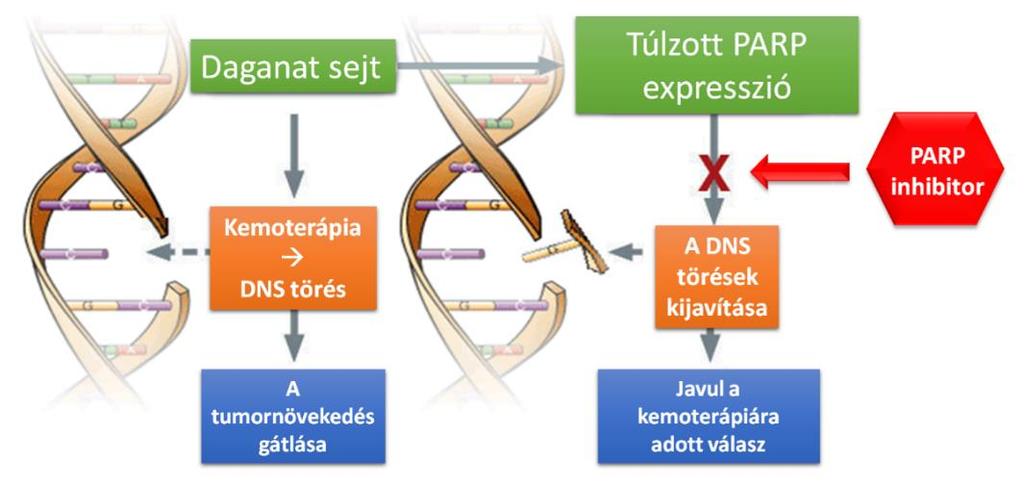 6. ábra: A PARP inhibitorok jelentősége (forrás: http://www.parp-inhibitors.