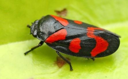 X. fastidiosa