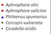 vektor Aphrophora