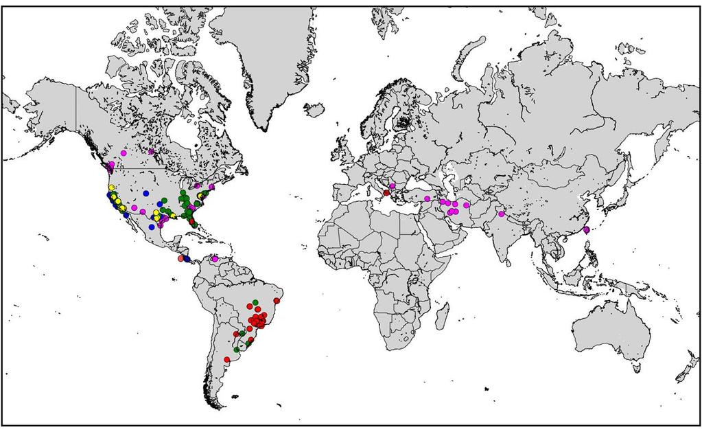 A Xylella fastidiosa alfajok elterjedése a világban 1. A kórokozó fő jellemzői 2. Növénylisták 3. Éves felderítés 4. Felszámolás 5.1. Behozatal 5.2. EU-n belüli forgalmazás 6.