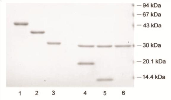 elegyek a redox rendszeren (redukált/oxidált glutation) és a pufferen kívül általában tartalmaznak valamilyen adalék anyagot is (2M GuHCl a γb fragmentum és 0,5M arginin a CCP-SP és SP fragmentumok