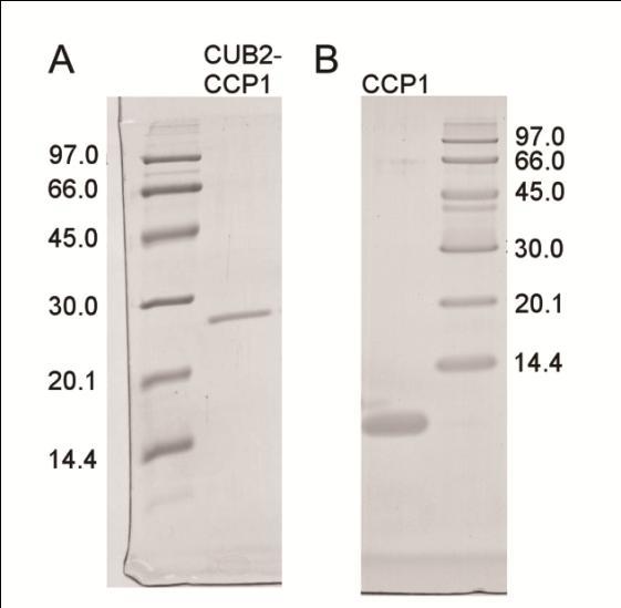 tartalmazza az intakt CCP1-CCP2-SP doméneket, a limitált proteolízis során a CUB2 domén és a CUB2-CCP1 határfelület peptidkötései hasadnak el.